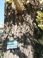 成長と裂け目：画像