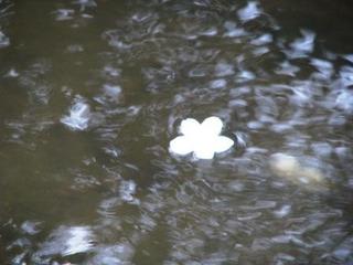 『ヒトはなぜペットを食べないか』：画像