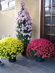 菊に捧げる：画像