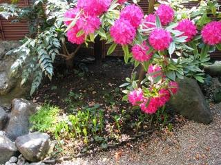 草葉の陰：画像