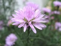 「死んだら終わり」と「生きてるうちが花」：画像