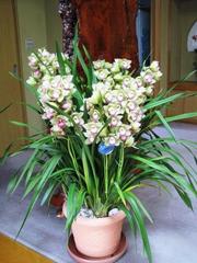 クイズ　ｄｅ　新春：画像