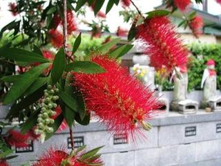 花の園生にかこまれて・・・：画像