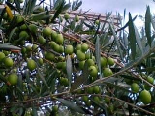 成満(じょうまん) という。：画像