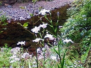 赤目の滝：画像