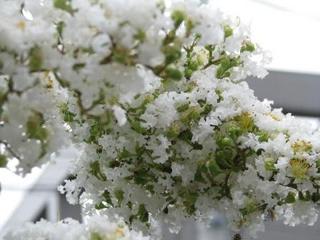 真綿色した……なんか目ではない：画像