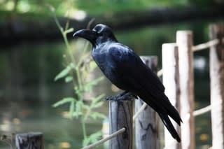 子供のカラスと私の時間…。：画像