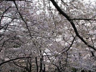 姥桜(うばざくら)っていい意味だったのか・・・：画像