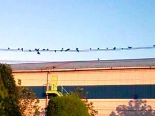 カラテスが鳴くからか～えろ、っと。：画像