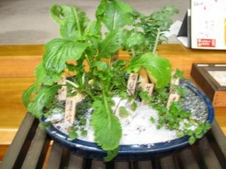 邪気を払う七草なのか……：画像