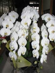 小さな違いが、大きな違い：画像