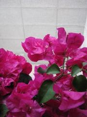 色っぽさの代表格…：画像