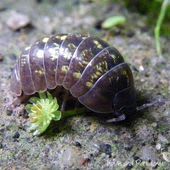 「世の中にはどうして悪い人がいるんですか?」：画像