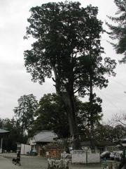 　一気に参ります。早太郎。：画像