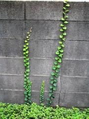 以清浄心・発清浄心・願清浄心：画像