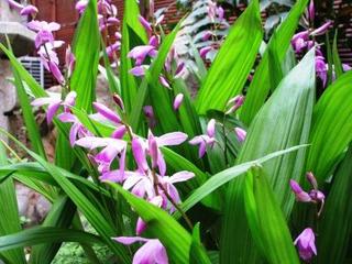 シラン　二態（にたい）・・・：画像