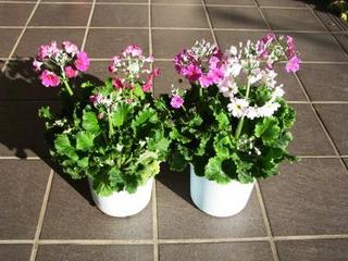 気分は３月４月…：画像