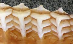 さめの身ならぬ我が身のうらめしさよ：画像