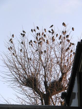 高見の見物：画像