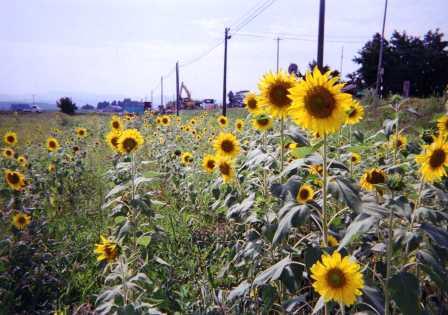 相馬のひまわり：画像