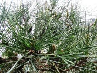 『悟浄出世』－坐法（ざぼう）先生の巻－：画像