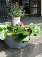 思い出話と肴：画像