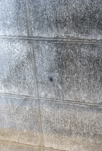 蚊の血液消化能力。：画像