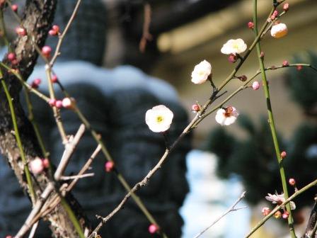 パラボラウメ：画像