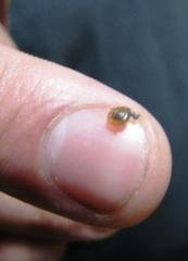 「潮音」(ちょうおん)と赤ちゃんかたつむり：画像