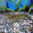 『悟浄出世』－紗虹隠士・客観世界－：画像