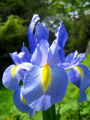 梅雨と紫と緑：画像