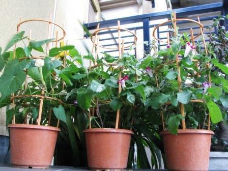 ３　フェイス：画像