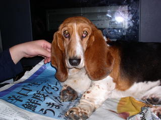 目眩（めまい）の中で変わらぬもの：画像