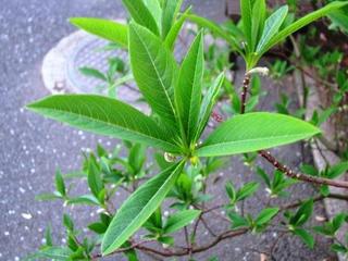 羽子板ならできるかもな：画像