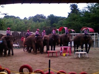 象と遊ぶ：画像