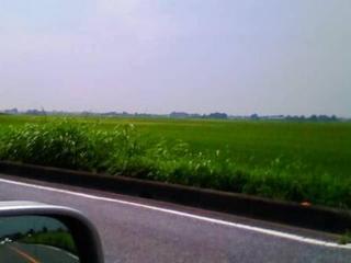 「稲穂かな」：画像