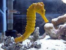 アスター、異聞。：画像