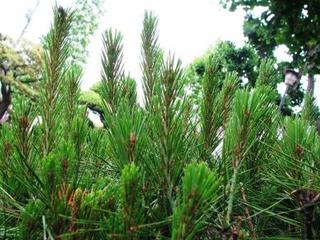 「しっぺ返し」は食べられるか。：画像