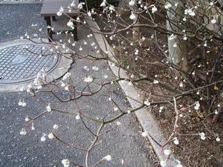 庭の草木は数々あれど・・・：画像