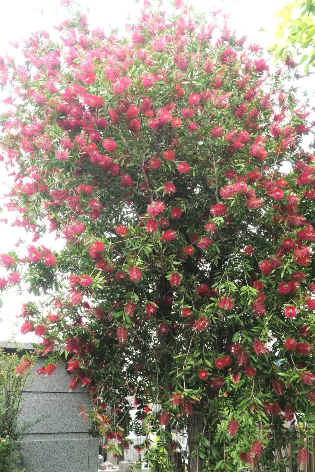 ブラシの木の花：画像